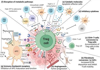 Frontiers | Colorectal Cancer-Infiltrating Regulatory T Cells ...